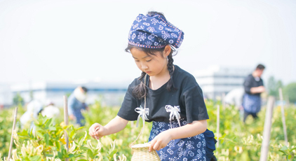 江蘇宿遷：體驗采摘金銀花