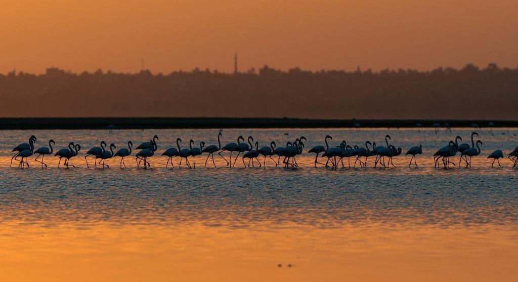 埃及:火烈鳥(niǎo)越冬加龍湖